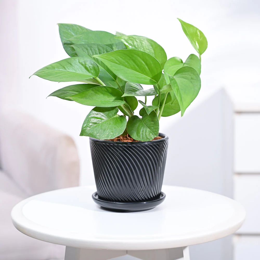 Money Plant Green - Image 91