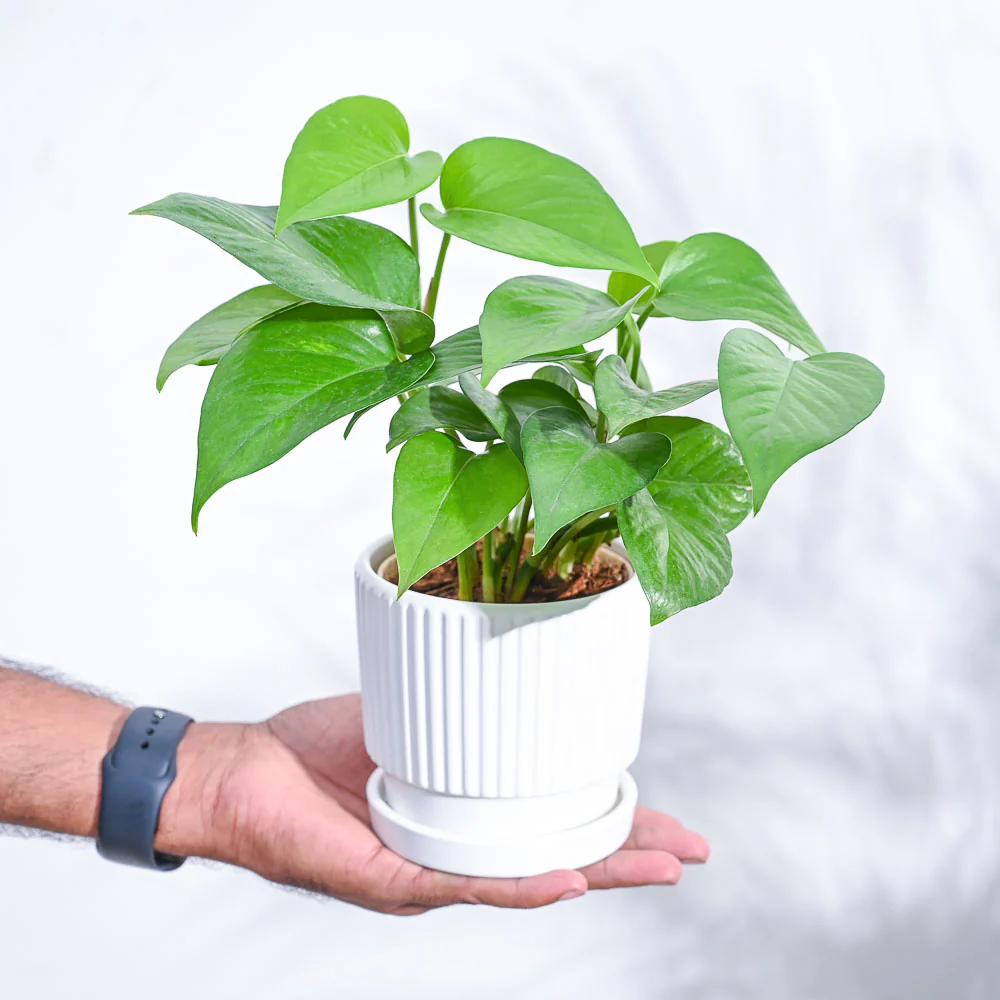 Money Plant Green - Image 92