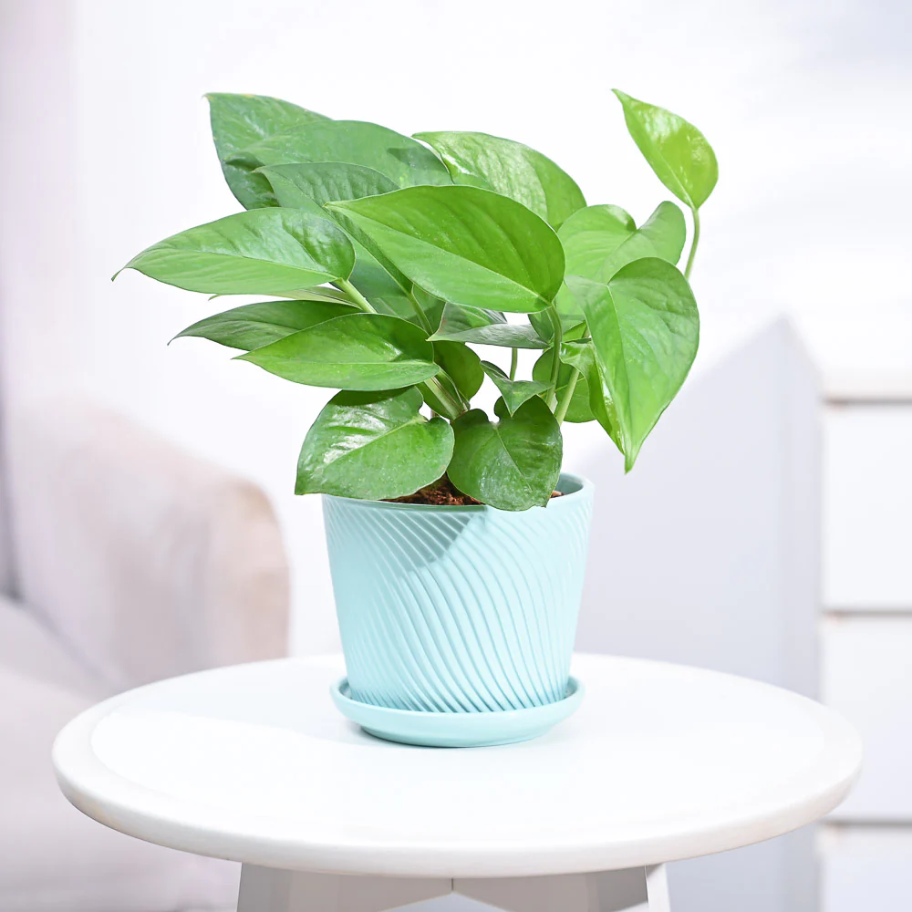 Money Plant Green - Image 97