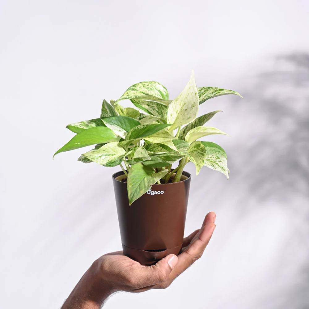 Money Plant Marble - Image 12