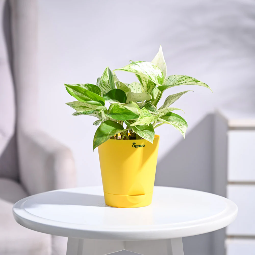 Money Plant Marble - Image 17
