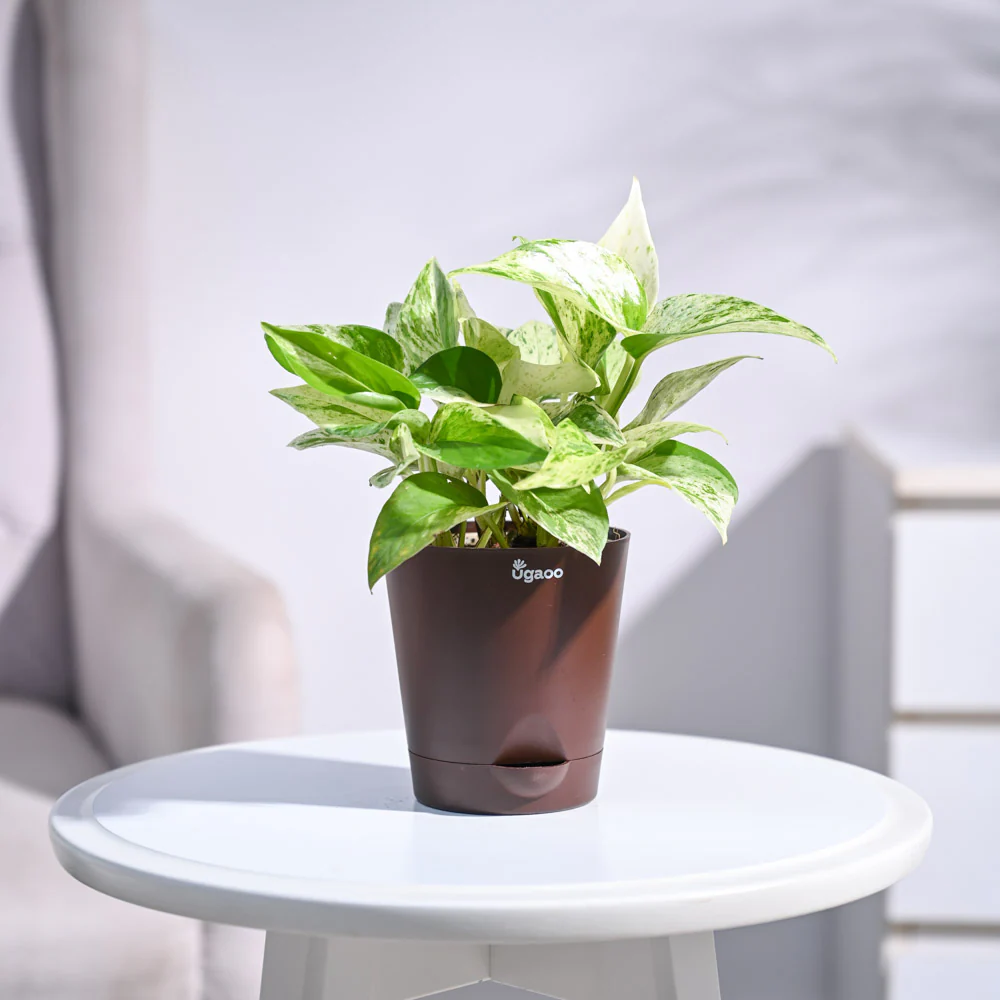 Money Plant Marble - Image 29