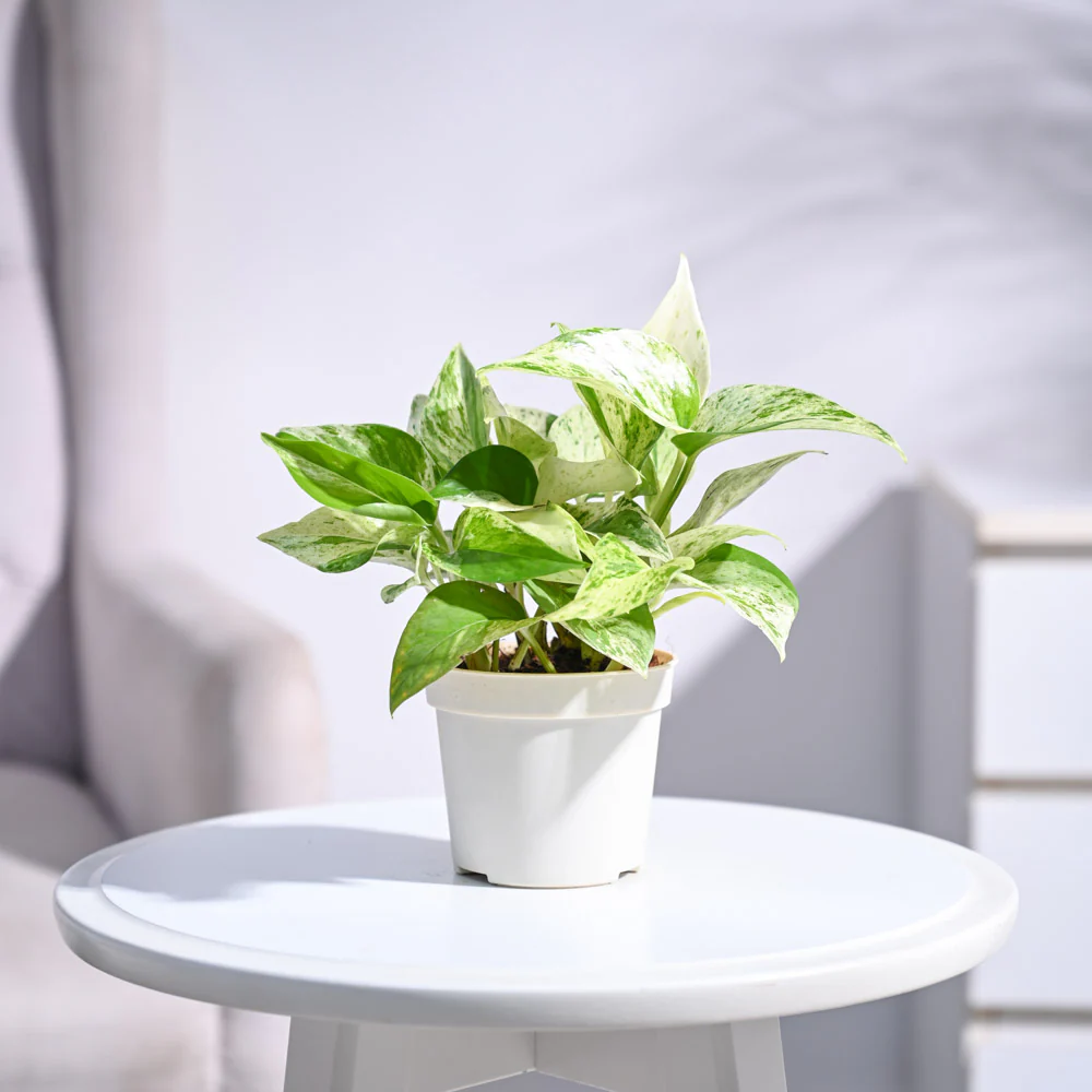 Money Plant Marble - Image 4
