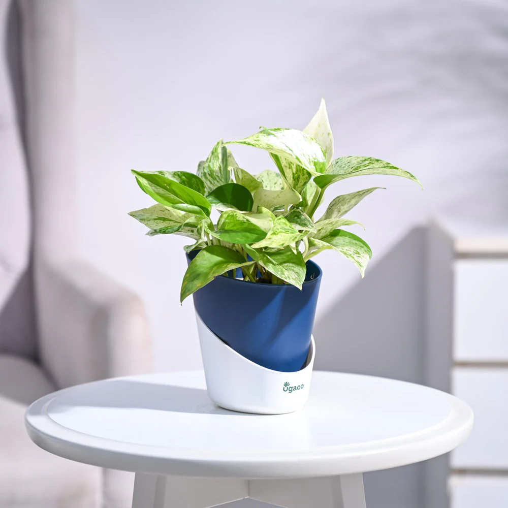Money Plant Marble - Image 49