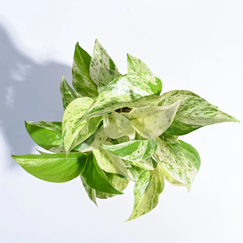 Money Plant Marble - Image 5