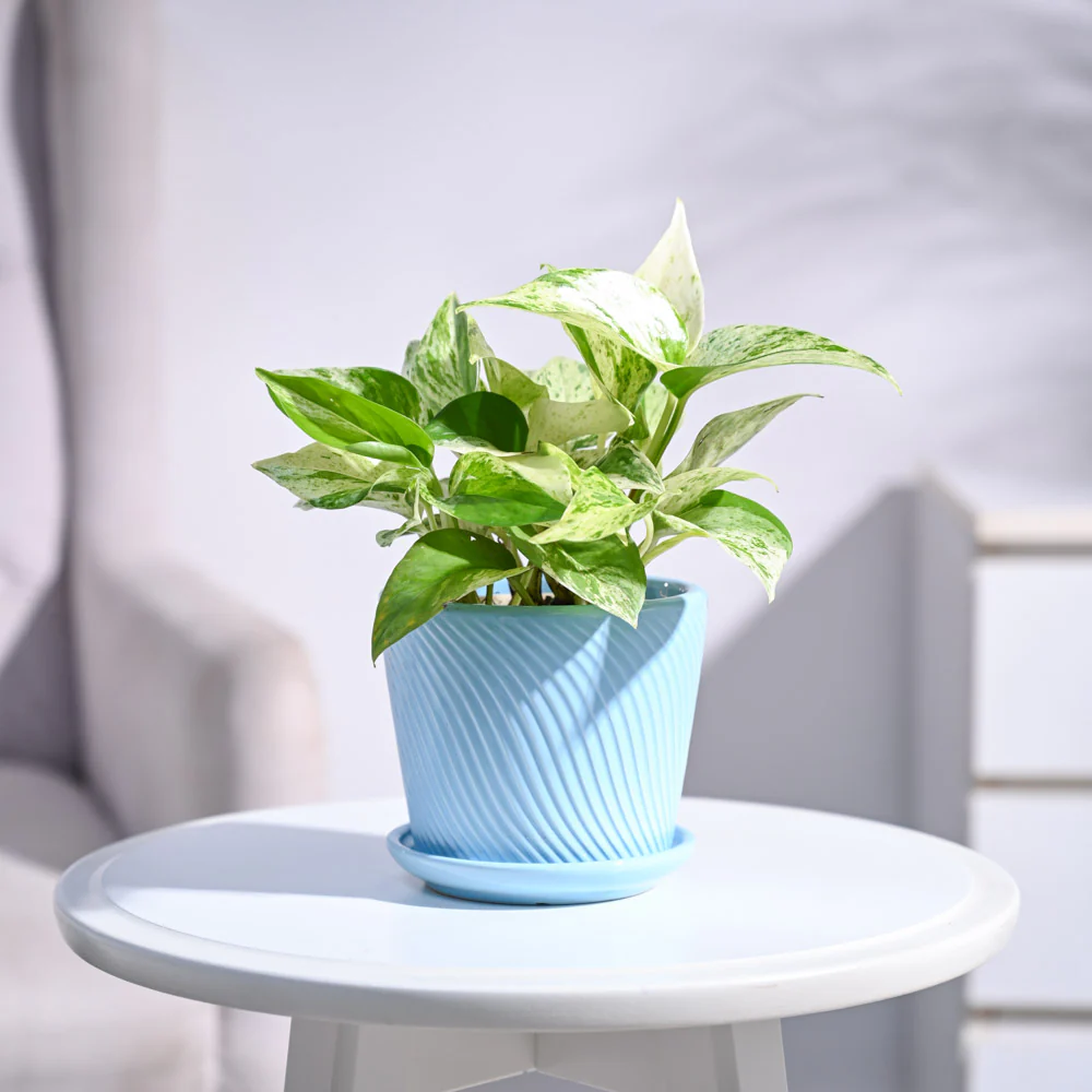 Money Plant Marble - Image 55