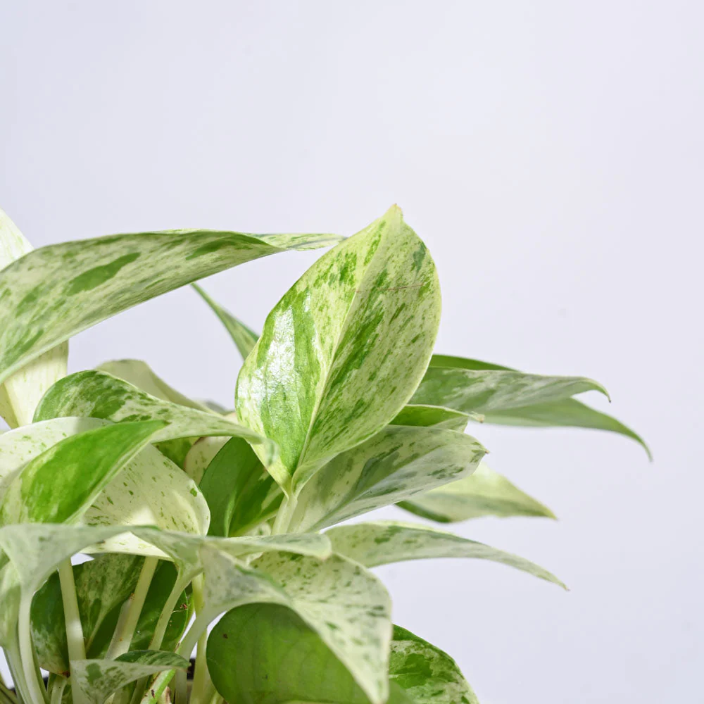 Money Plant Marble - Image 58