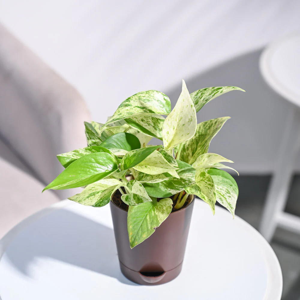 Money Plant Marble - Image 72