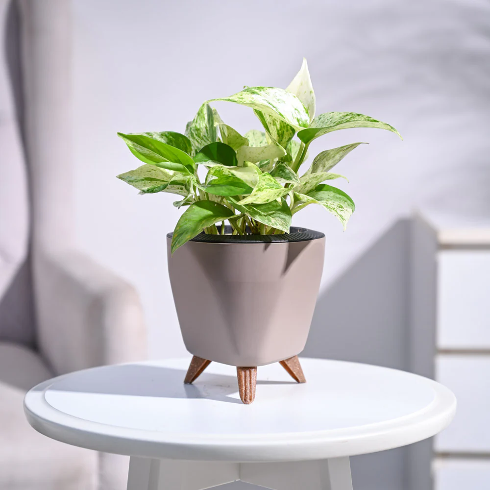 Money Plant Marble - Image 77