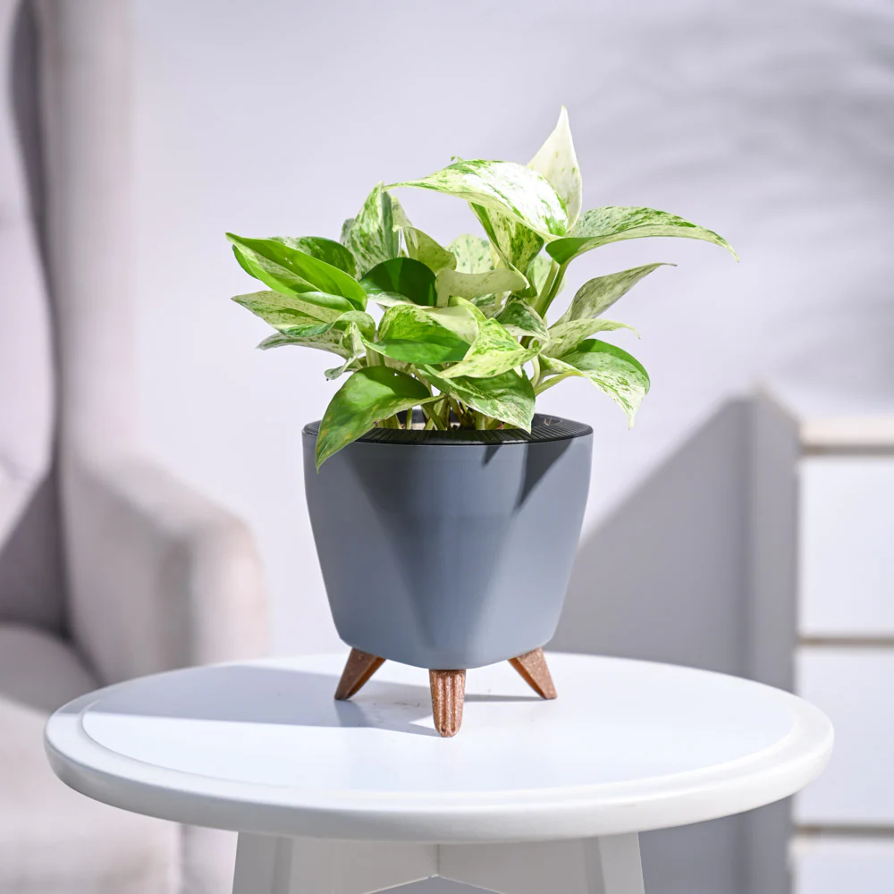 Money Plant Marble - Image 81