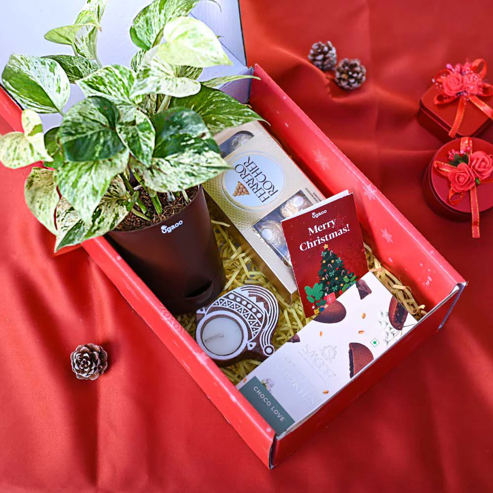 Money Plant Marble Christmas Gift Hamper - Image 7