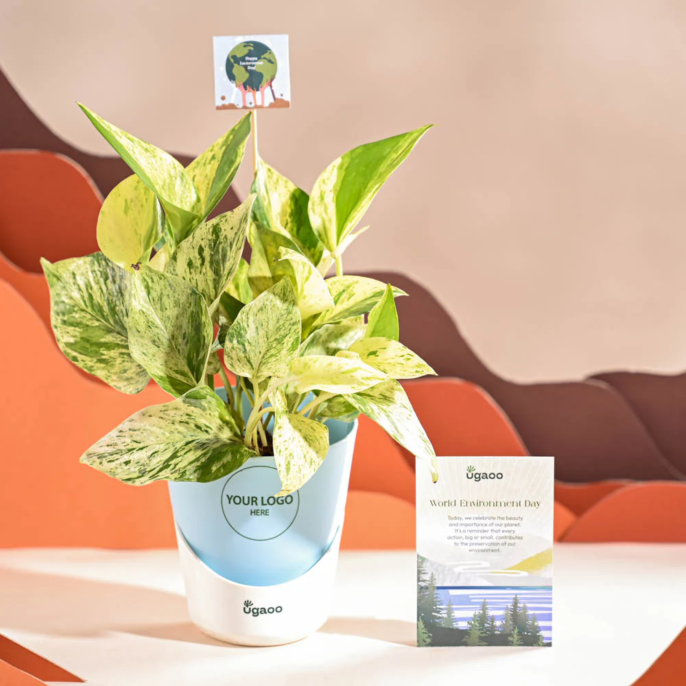 Money Plant Marble For Environment Day Gifting - Image 19