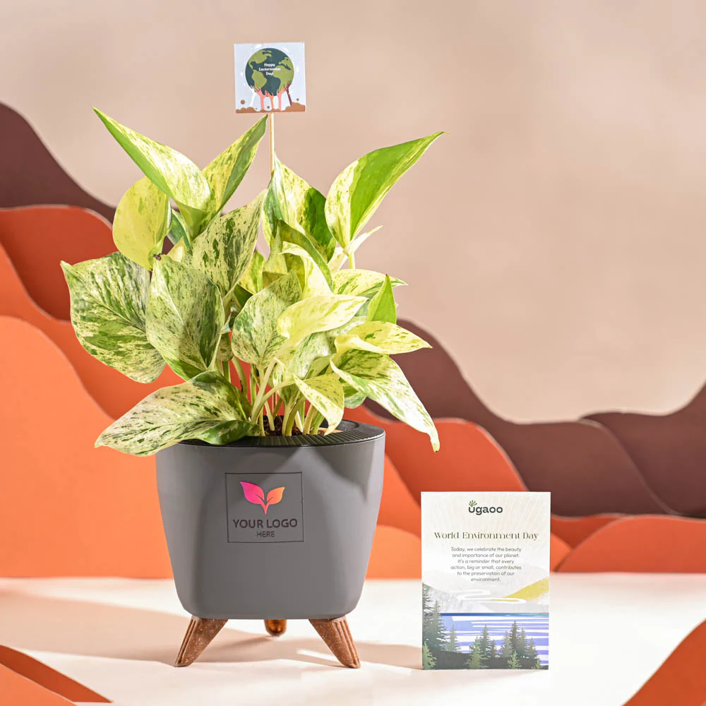 Money Plant Marble For Environment Day Gifting - Image 43