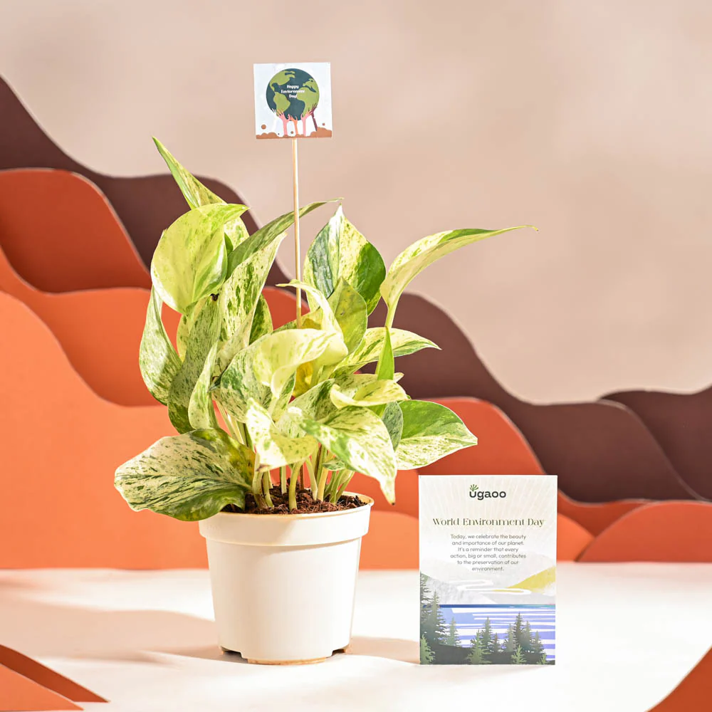 Money Plant Marble For Environment Day Gifting - Image 68