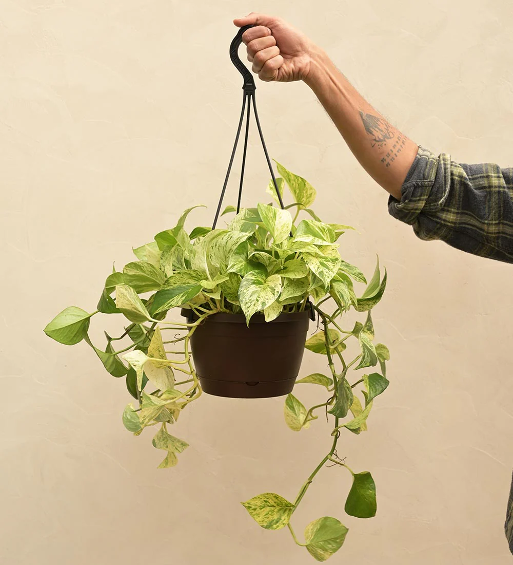 Money Plant Marble With Hanging Pot - Image 3