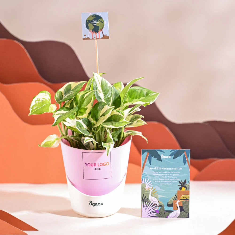 Money Plant N Joy For Environment Day Gifting - Image 25