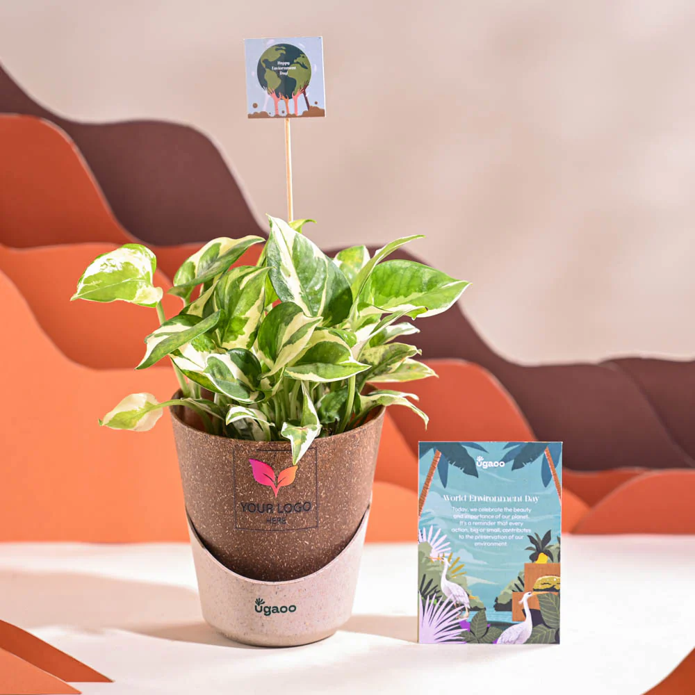 Money Plant N Joy For Environment Day Gifting - Image 31