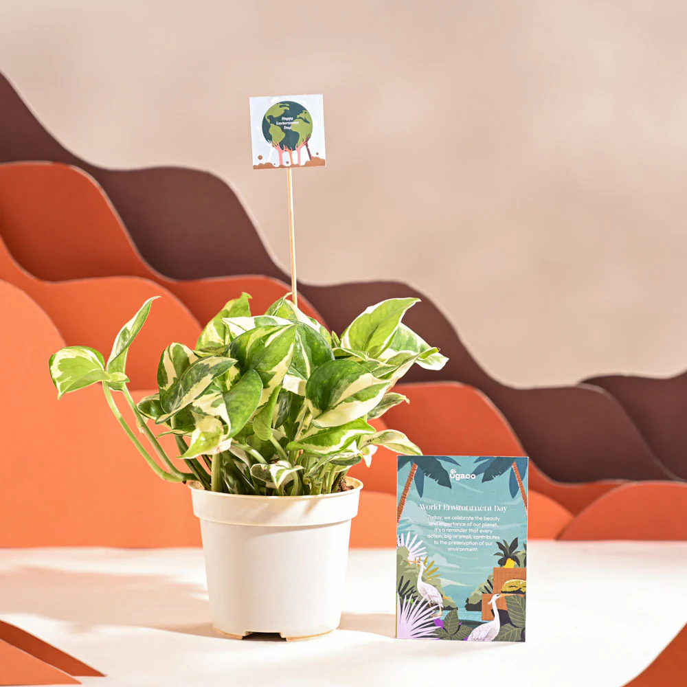 Money Plant N Joy For Environment Day Gifting - Image 38
