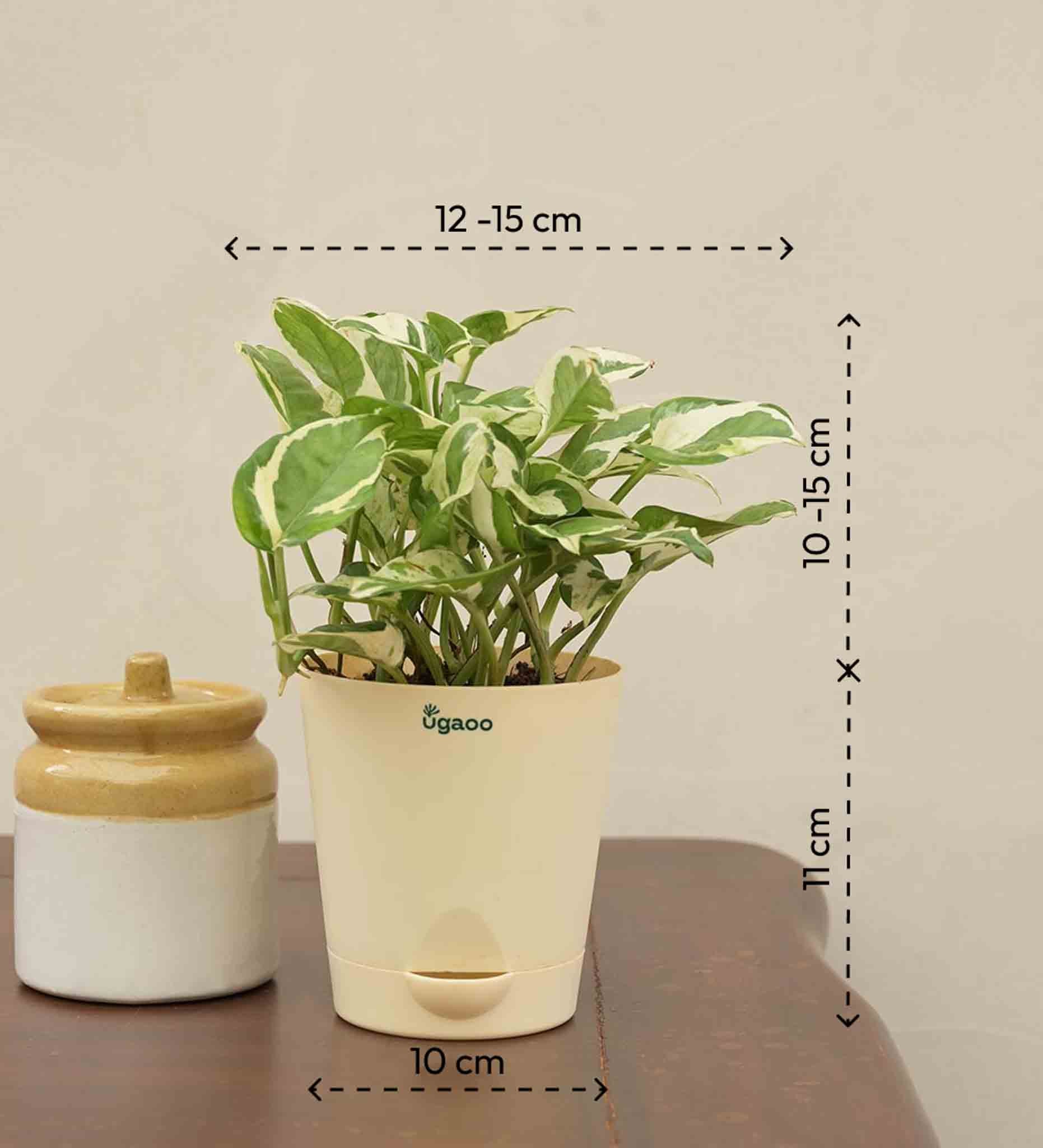 Money Plant N'Joy Corporate Gift Hamper - Image 5