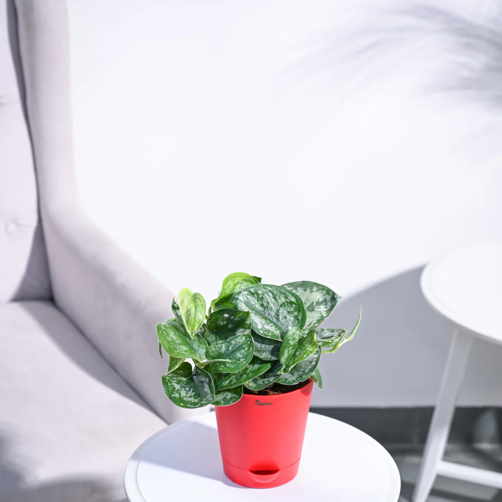 Money Plant Satin - Image 30