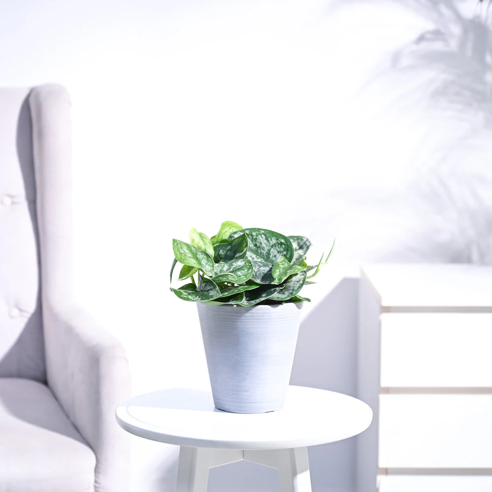 Money Plant Satin - Image 43