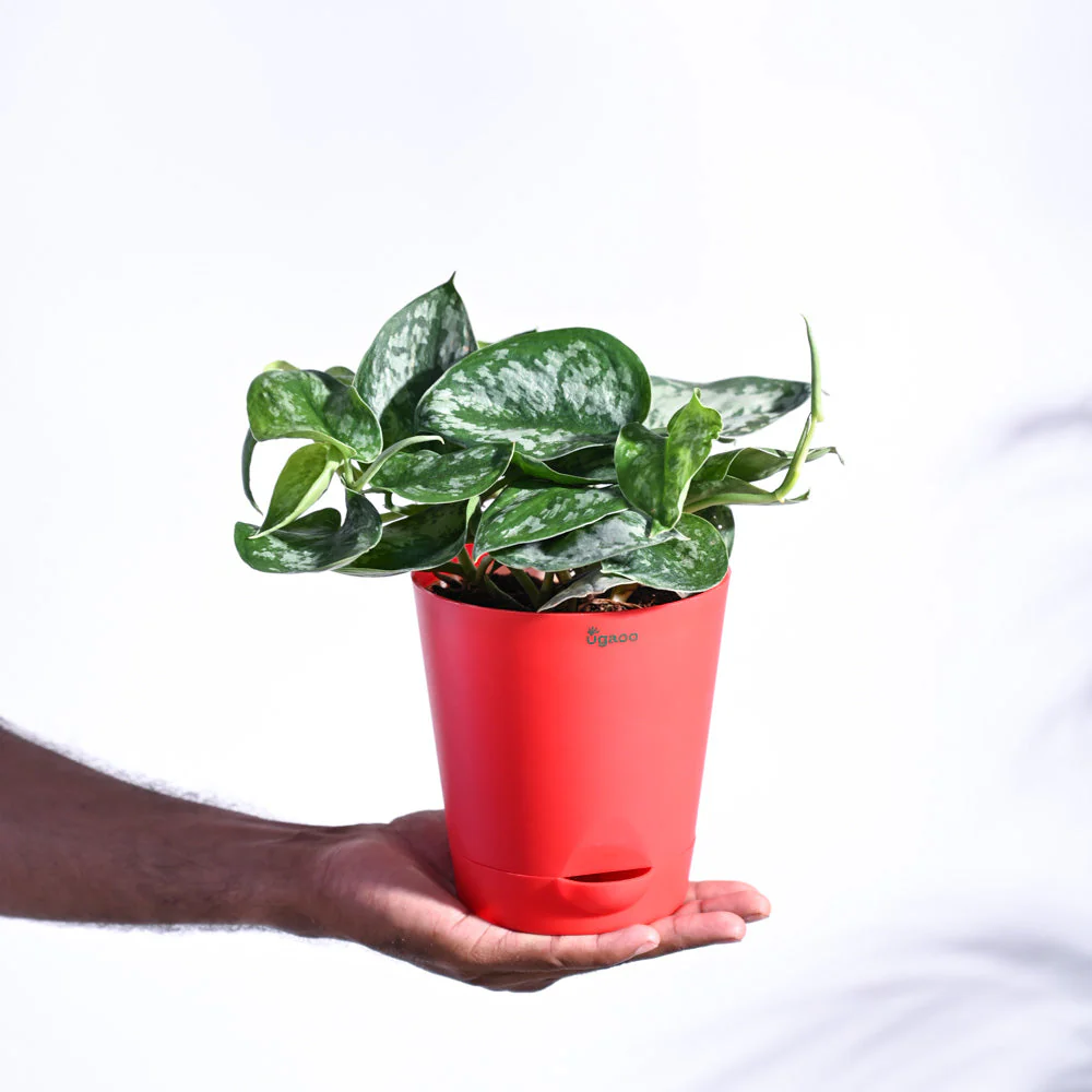 Money Plant Satin - Image 45