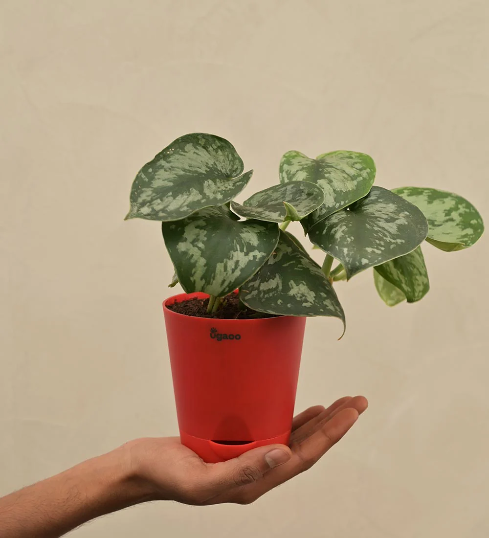 Money Plant Satin - Image 5
