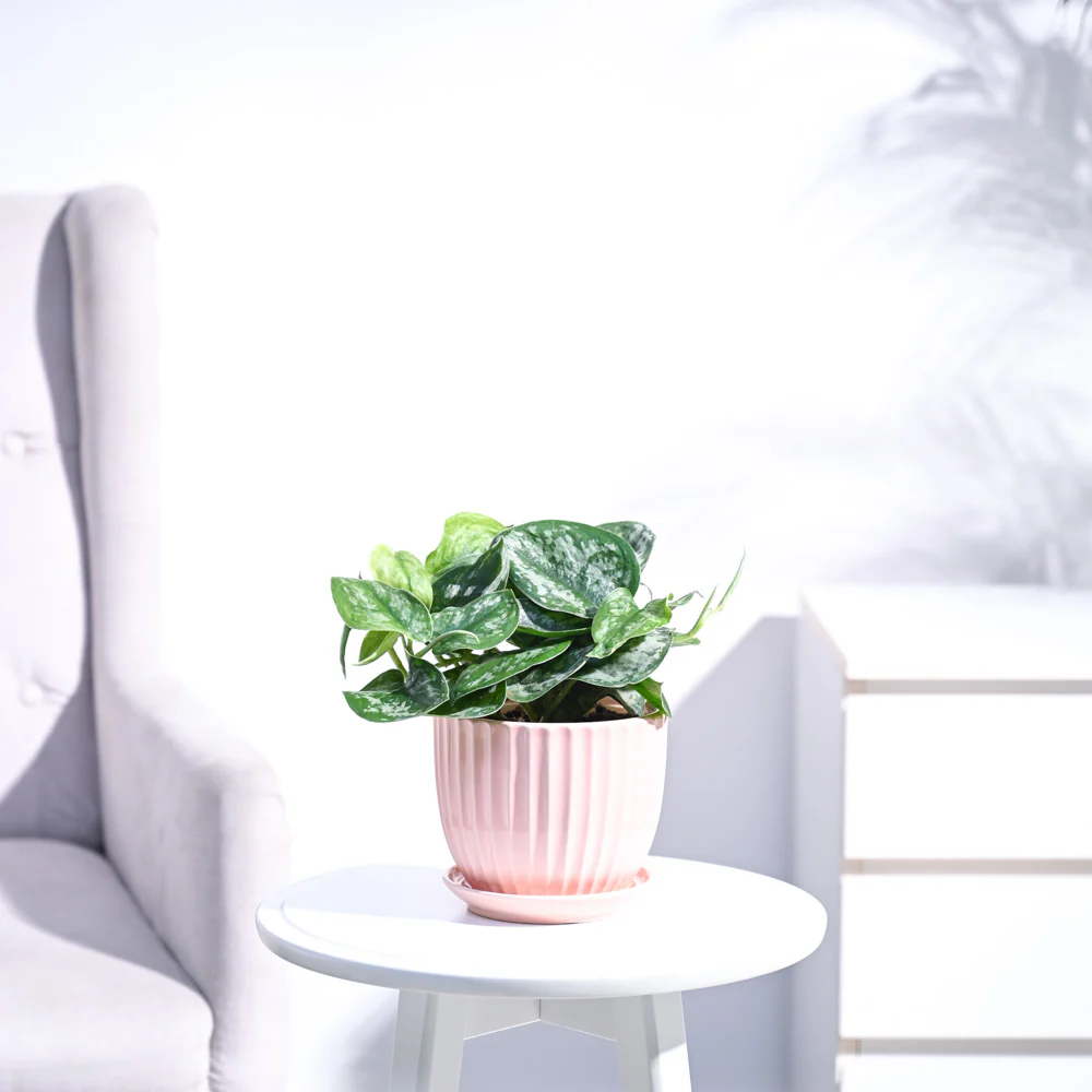 Money Plant Satin - Image 50