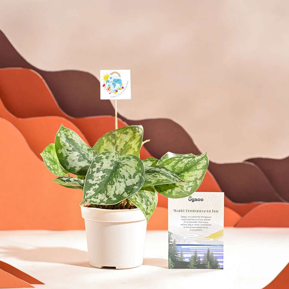 Money Plant Satin For Environment Day Gifting - Image 20