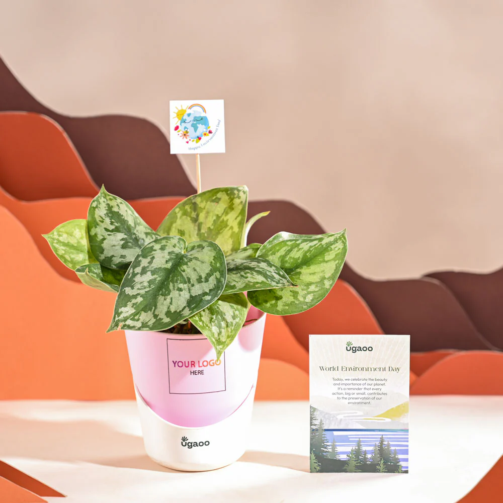 Money Plant Satin For Environment Day Gifting - Image 25