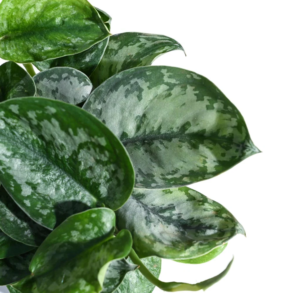 Money Plant Satin For Environment Day Gifting - Image 30