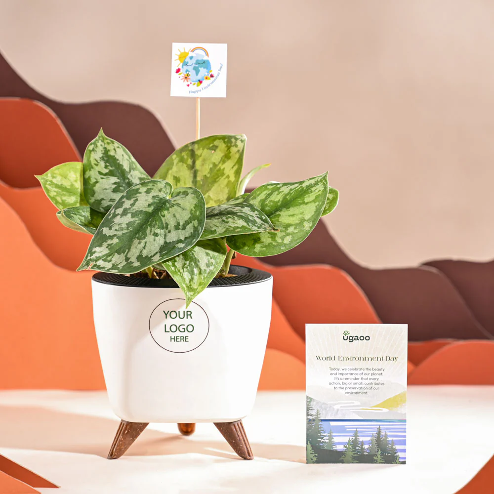 Money Plant Satin For Environment Day Gifting - Image 37