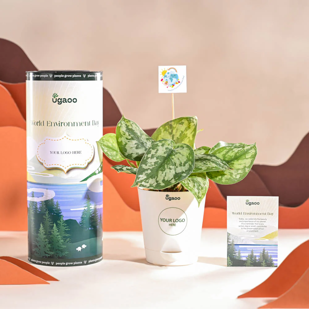 Money Plant Satin For Environment Day Gifting - Image 8