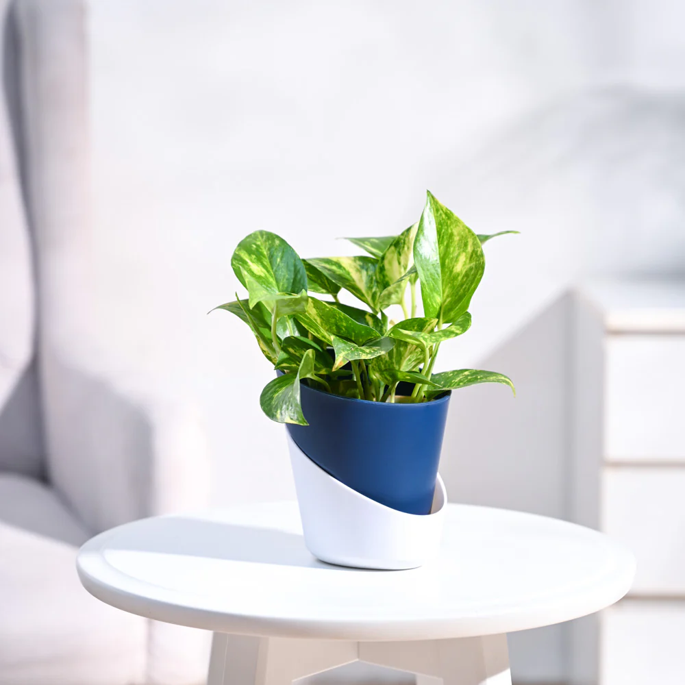 Money Plant Variegated - Image 10