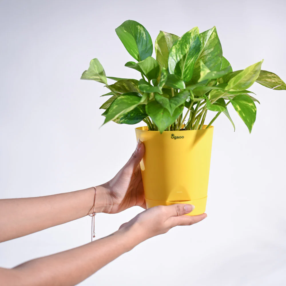 Money Plant Variegated - Image 106