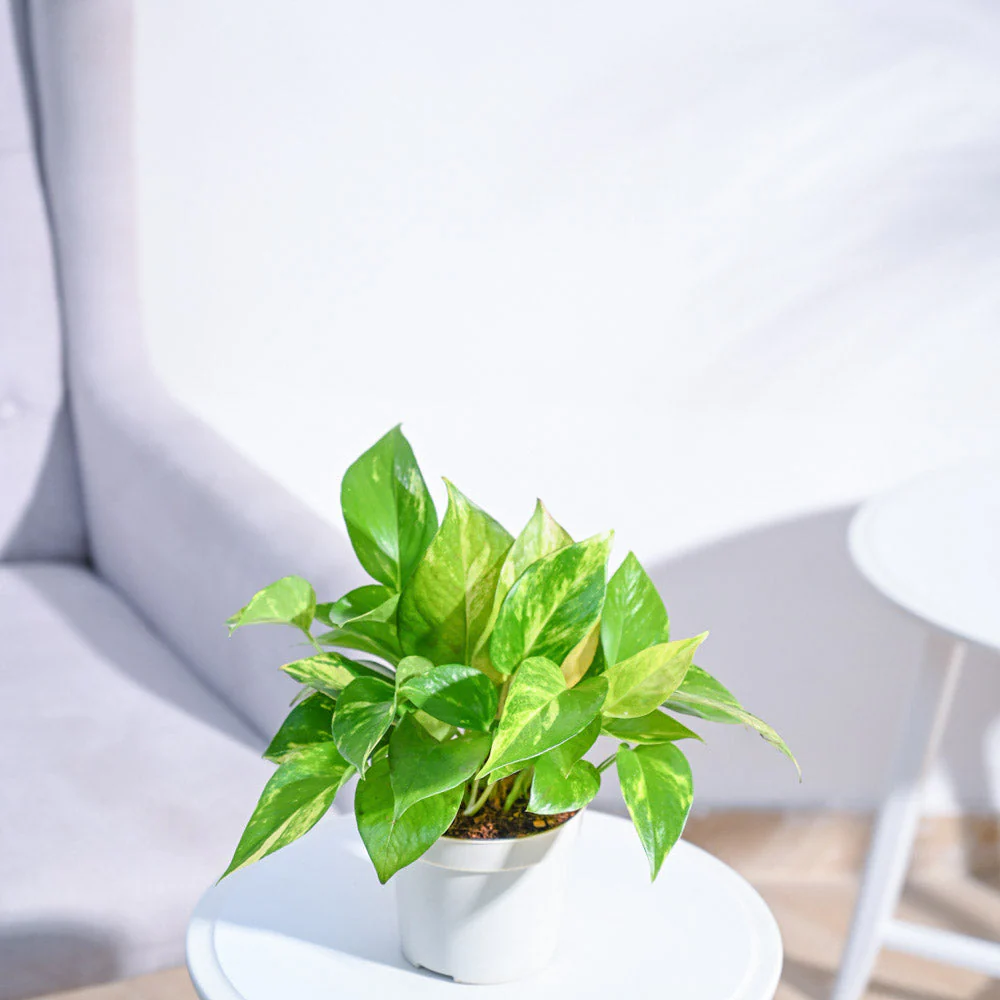 Money Plant Variegated - Image 131
