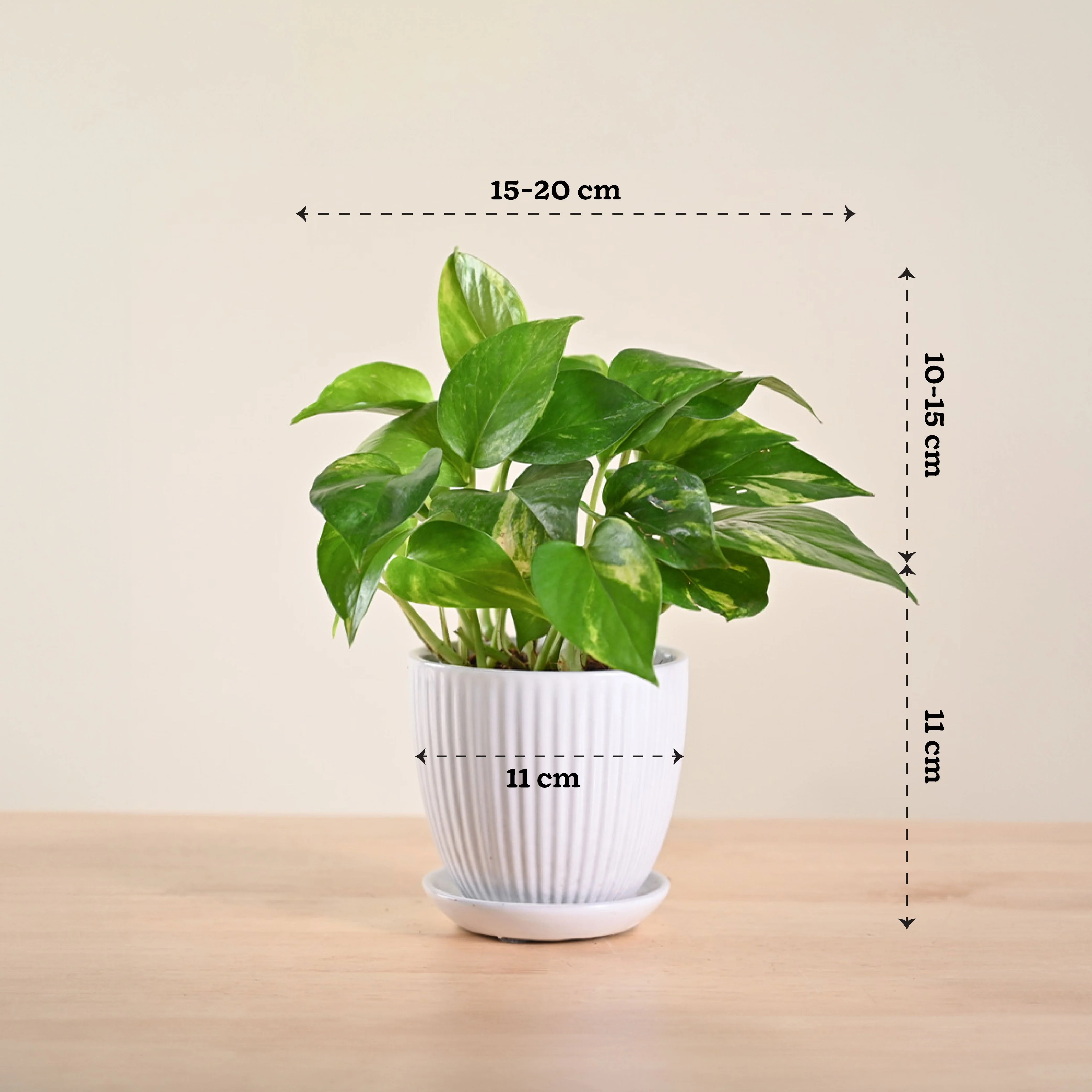 Money Plant Variegated - Image 153