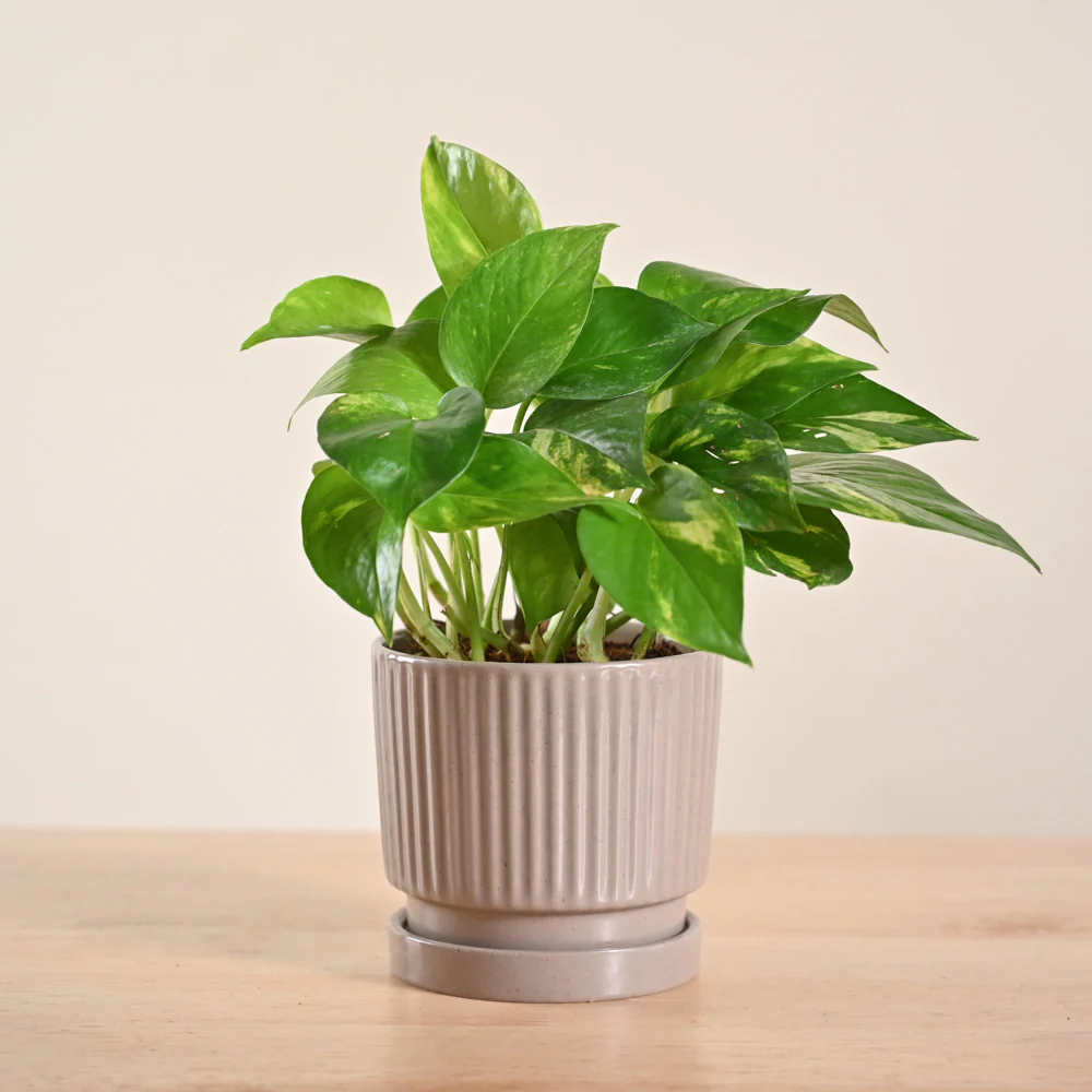 Money Plant Variegated - Image 160