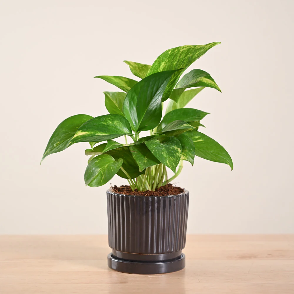 Money Plant Variegated - Image 162