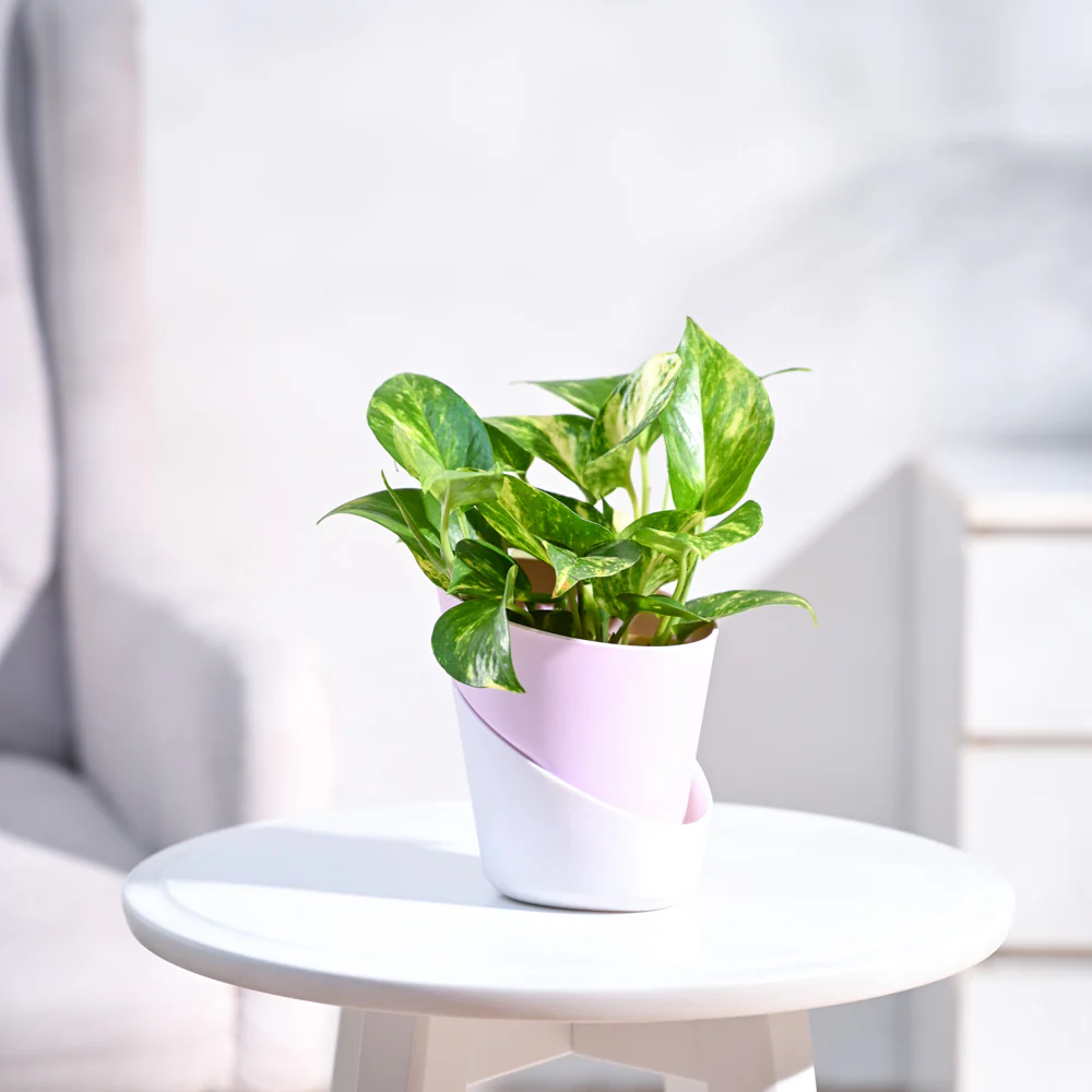 Money Plant Variegated - Image 17