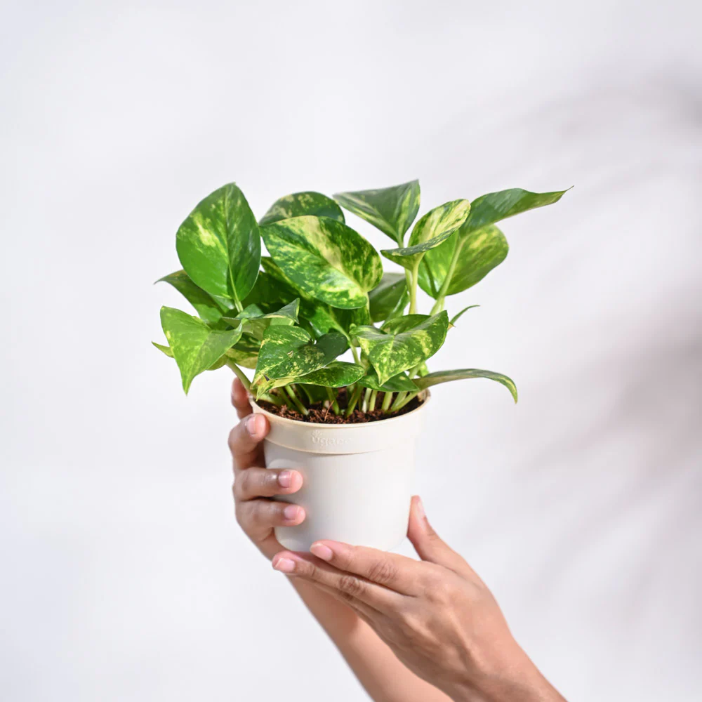 Money Plant Variegated - Image 31
