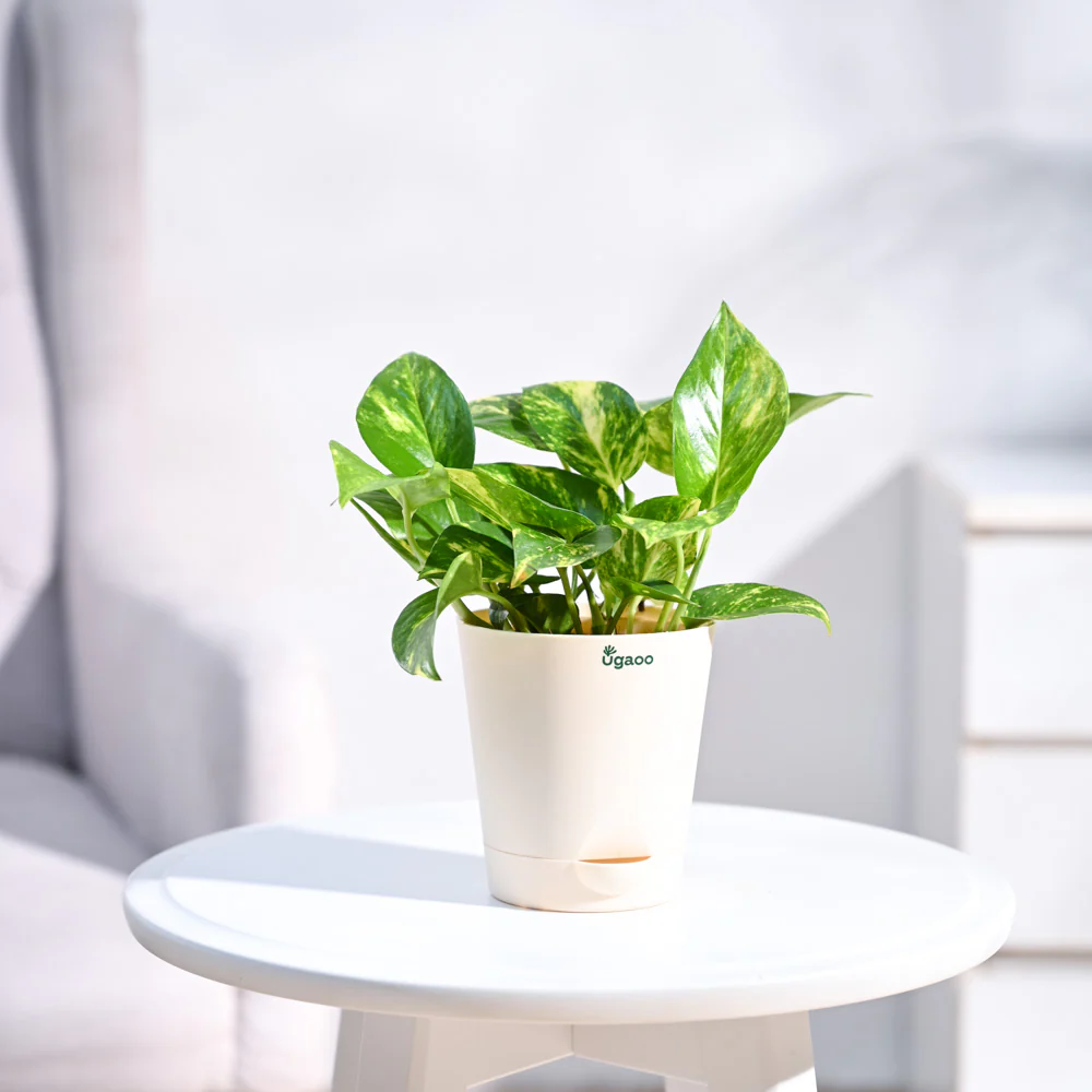 Money Plant Variegated - Image 33
