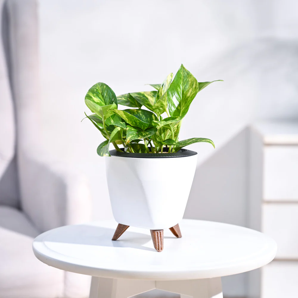 Money Plant Variegated - Image 60