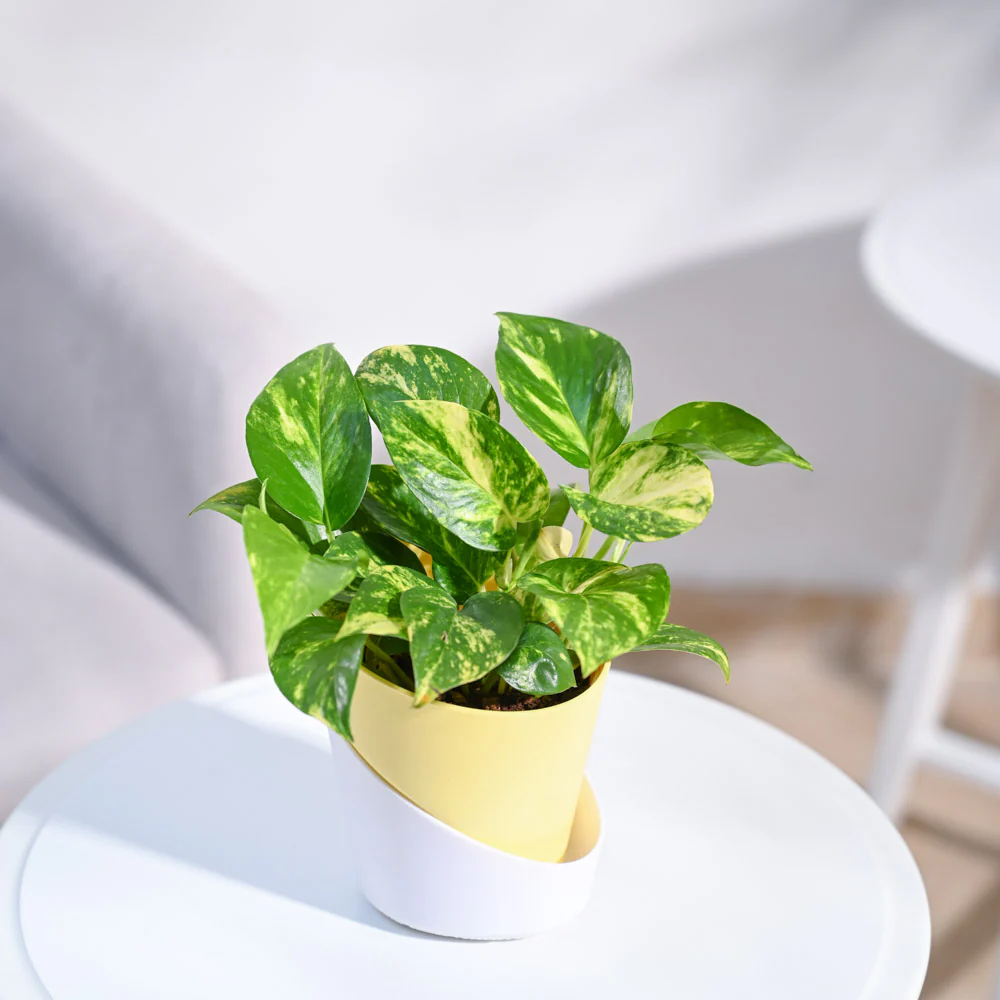 Money Plant Variegated - Image 62