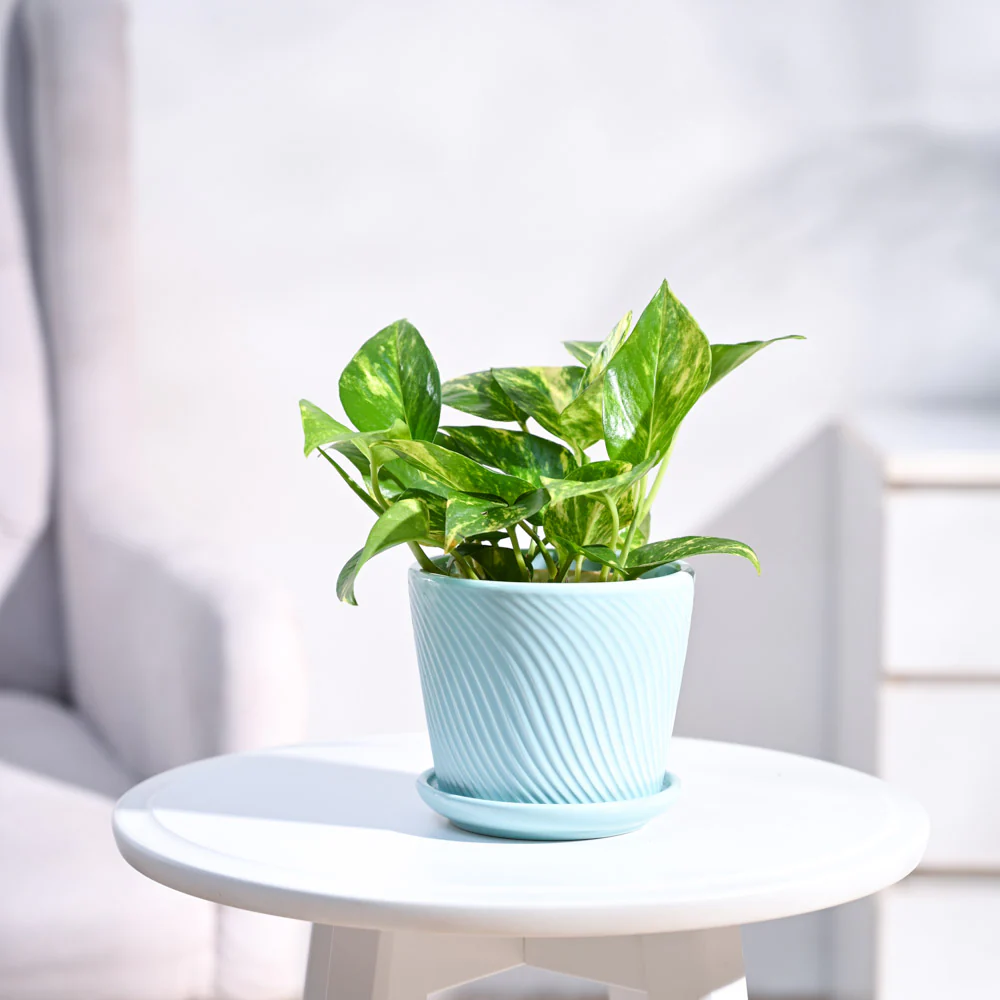 Money Plant Variegated - Image 78