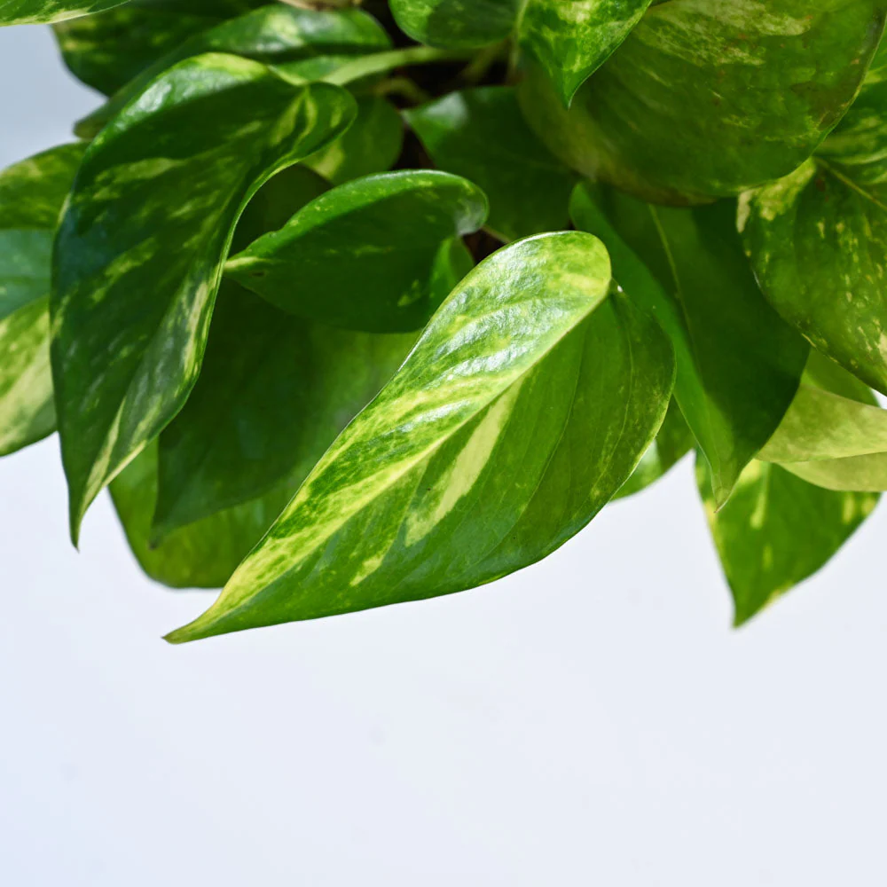Money Plant Variegated - Image 96