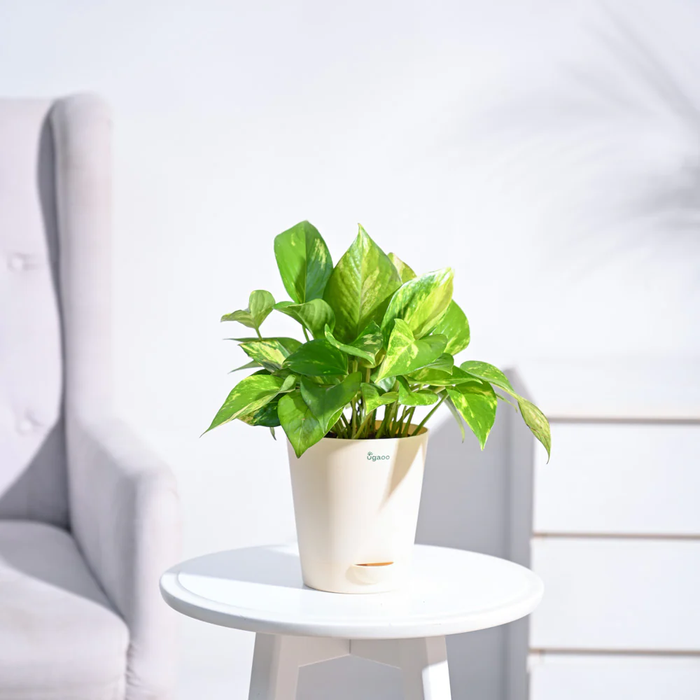 Money Plant Variegated - Image 99