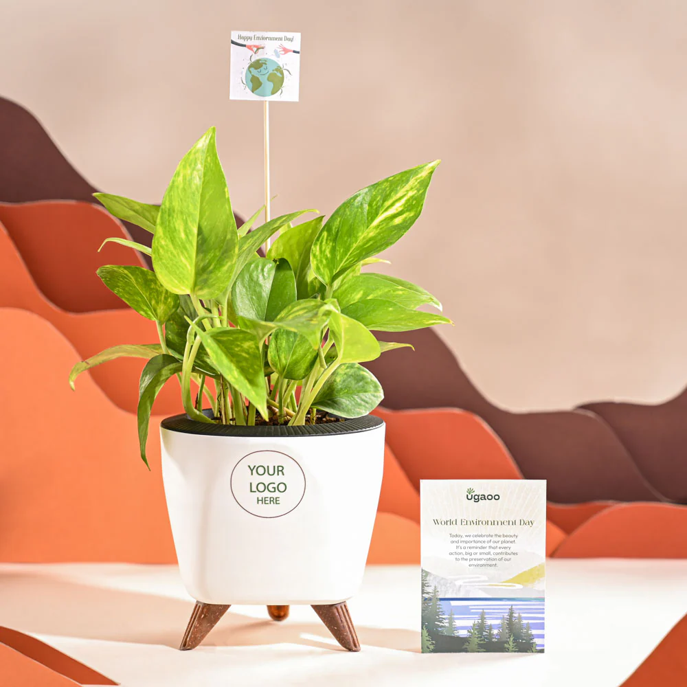 Money Plant Variegated For Environment Day Gifting - Image 37