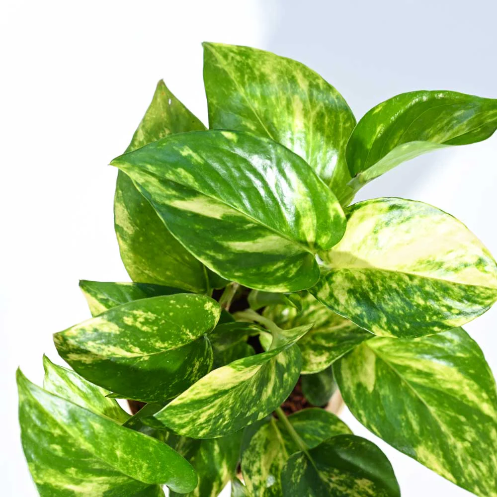 Money Plant Variegated For Environment Day Gifting - Image 66