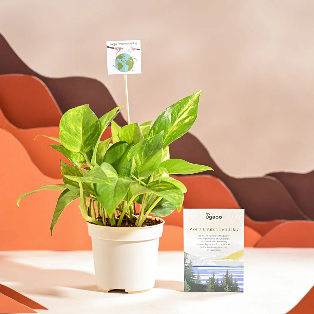 Money Plant Variegated For Environment Day Gifting - Image 68